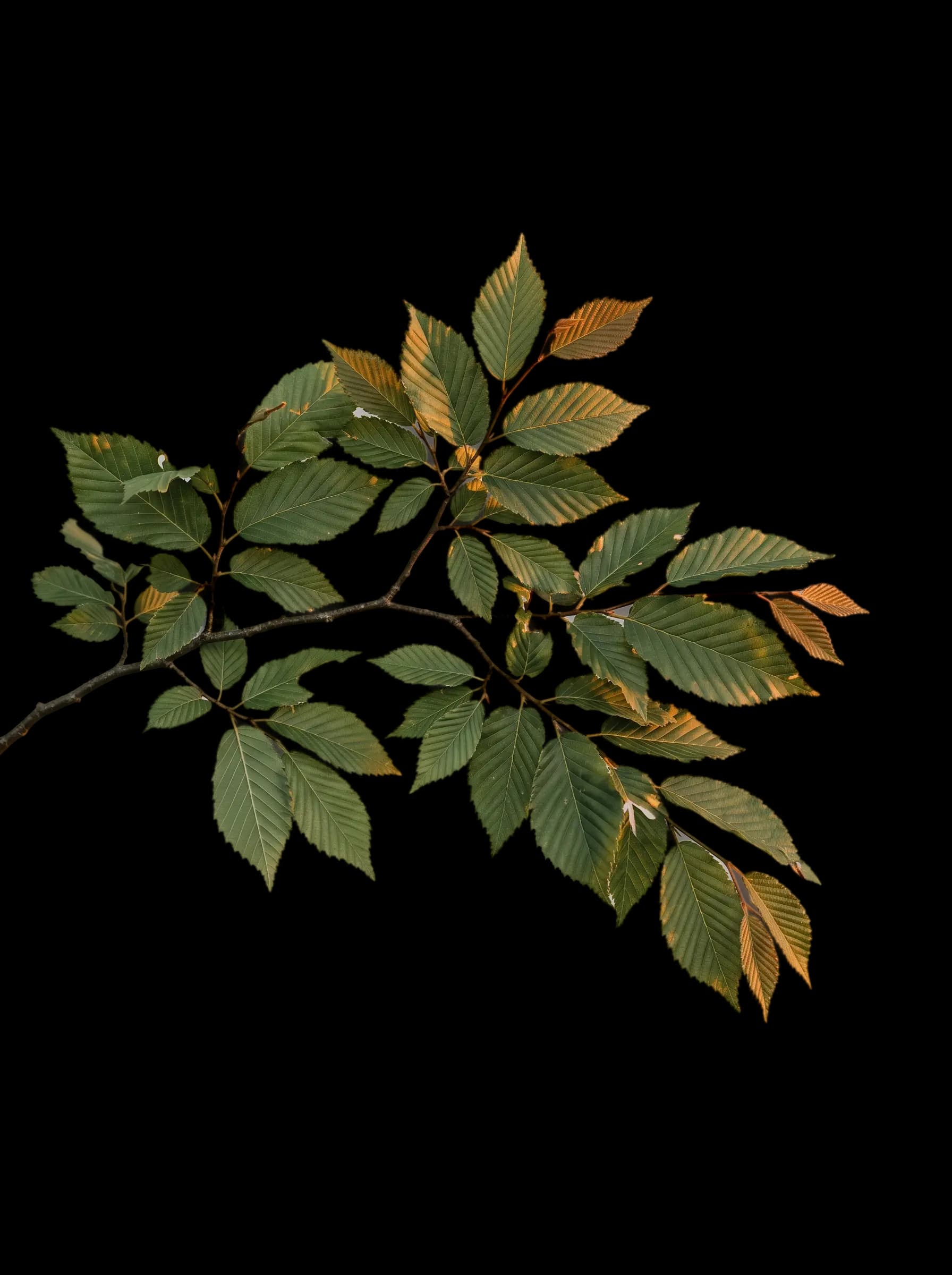 Branche de charme détourée, feuilles vertes accrochant la lumière ambrée du soir