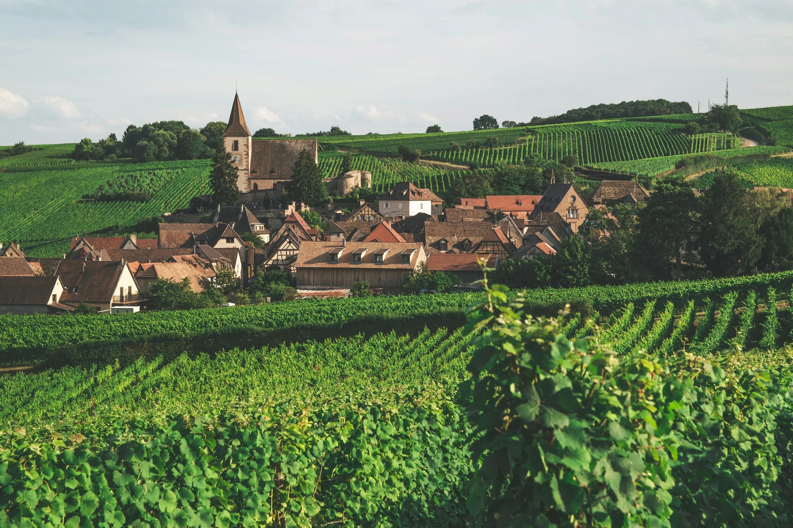 Un village et son clocher au milieu des vignes, en Alsace